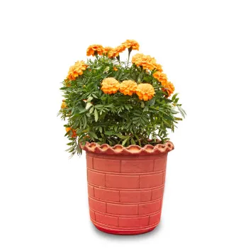 Marigold Plant Manufacturer